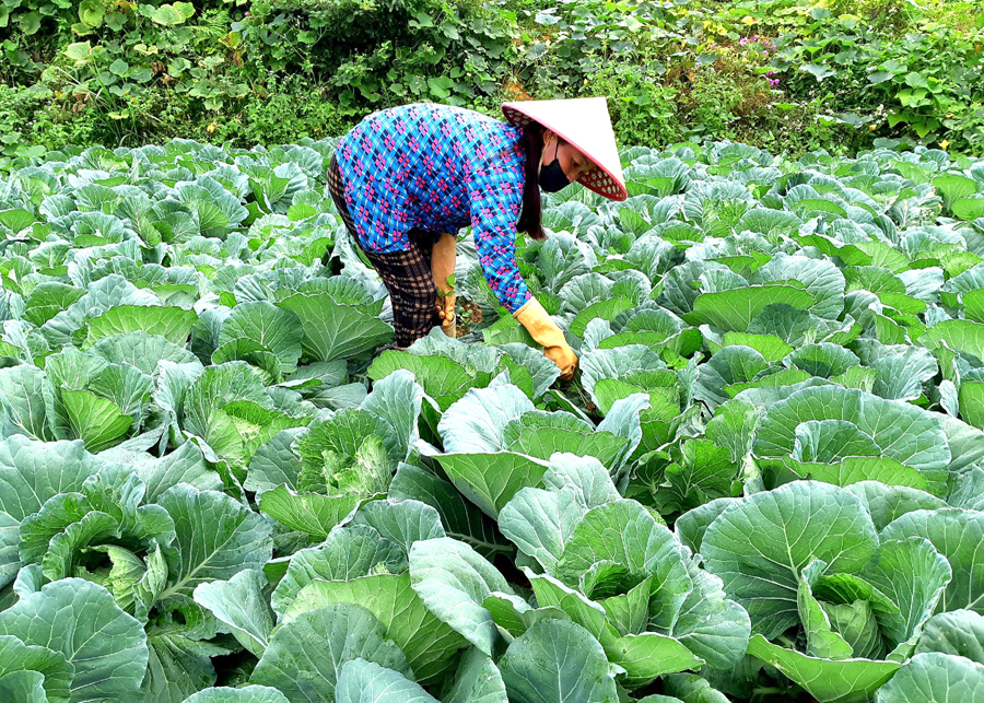 Chị Hoàng Thị Hạnh, xã Xín Mần trồng rau sạch cung ứng cho trường học.

