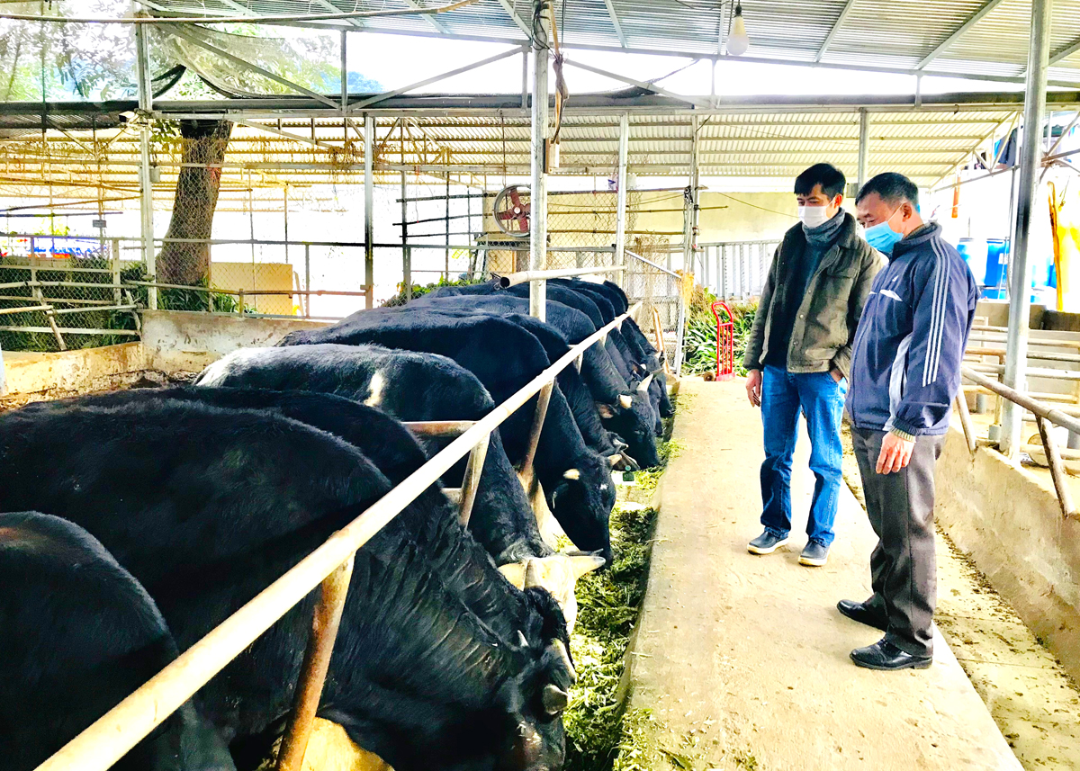 Trang trại bò 3B của HTX Cát Lý, xã Thuận Hòa (Vị Xuyên).                                                                              Ảnh: CTV
