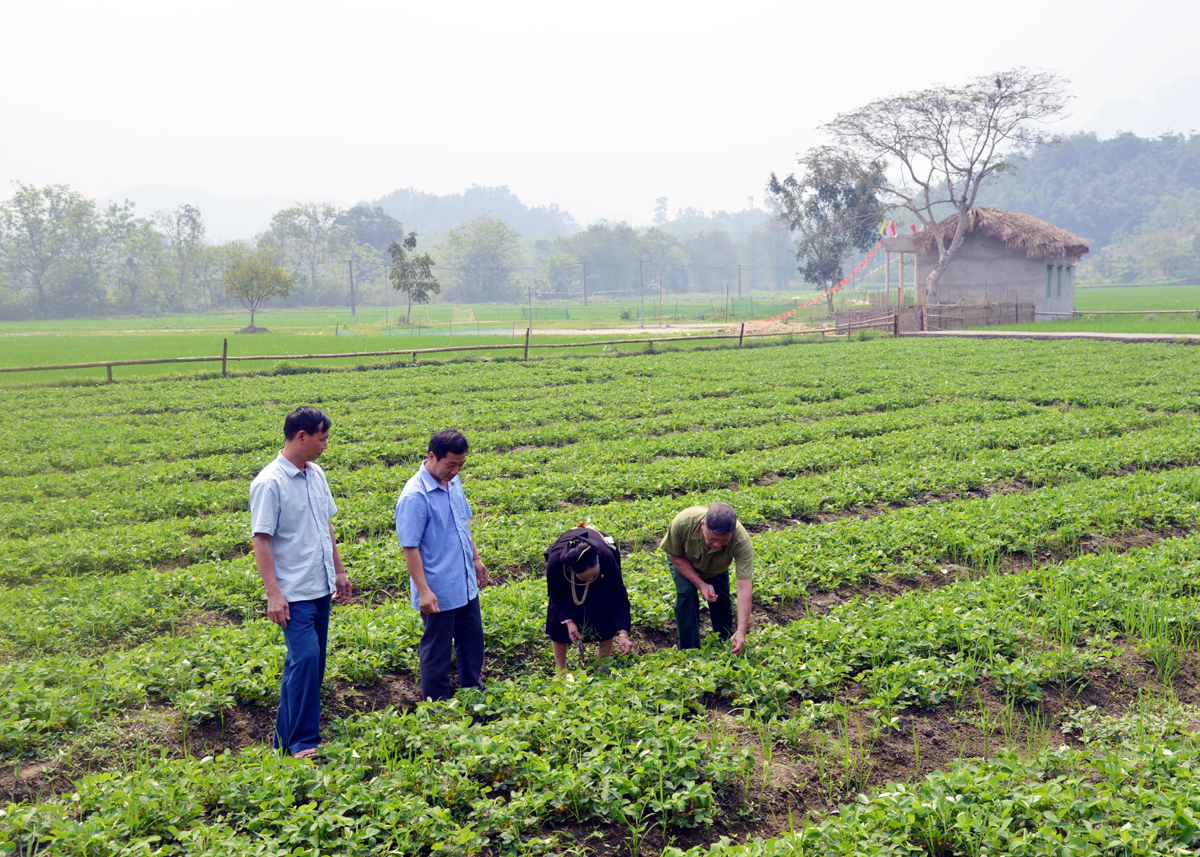 Thôn Hạ Thành, xã Bằng Lang (Quang Bình) đi đầu thực hiện dồn điền đổi thửa, nâng cao sản lượng cây trồng.