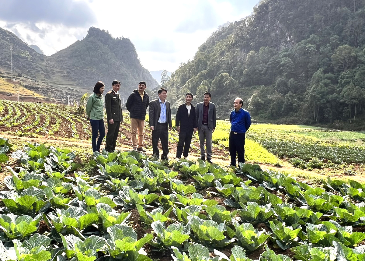Lãnh đạo huyện Đồng Văn thăm mô hình rau của gia đình ông Vàng Chứ Chơ.
