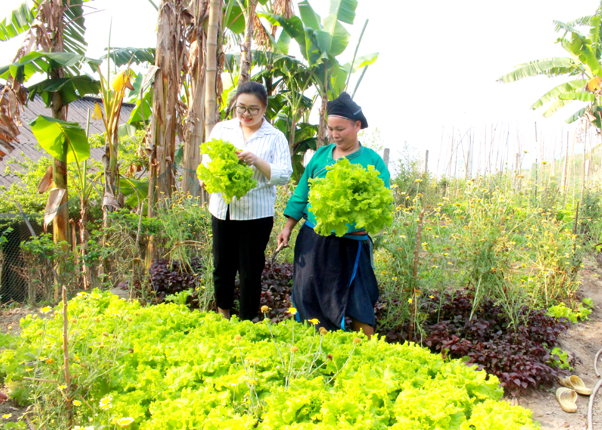 Chị Dền Thị Bẩu (phải) thôn Pố Lồ, xã Pố Lồ cải tạo vườn tạp, trồng rau xanh mang lại thu nhập khá.