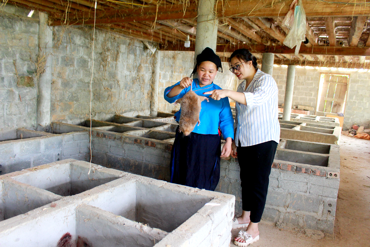 Nuôi Dúi giúp gia đình chị Tải Thị Mín (trái), thôn Đông Rìa vươn lên thành hộ điển hình trong phát triển kinh tế.
