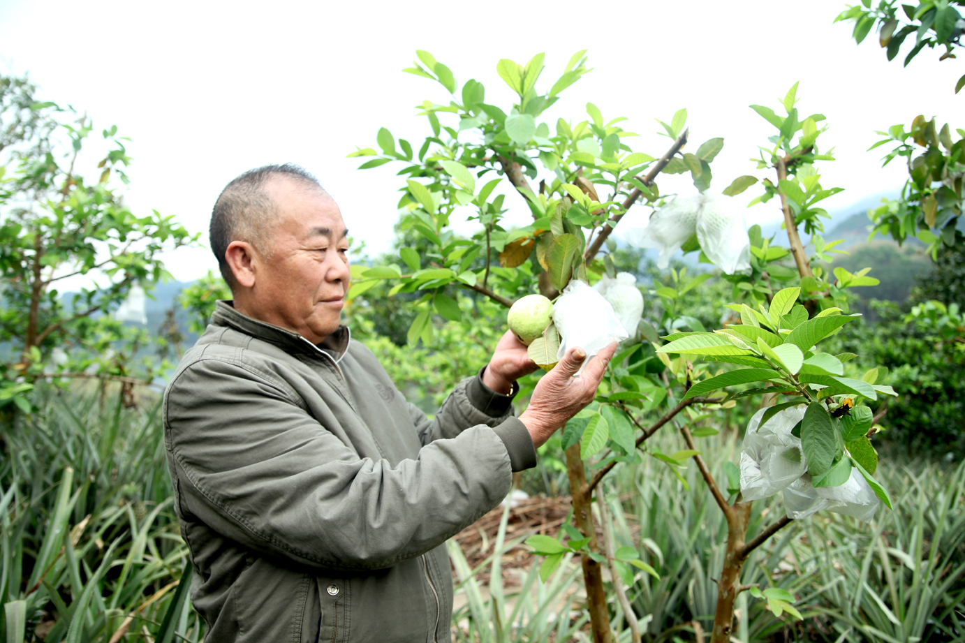 Ông Lý Minh Tắng, thôn Khai Hoang Bản Vàng, xã Hữu Vinh là nông dân sản xuất, kinh doanh giỏi .