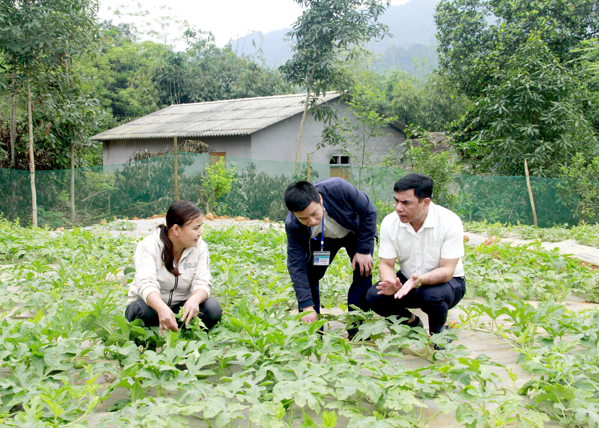 Được vay vốn từ Nghị quyết 58 của HĐND tỉnh để cải tạo vườn tạp giúp chị Hậu Thị Hương, xã Phú Linh (Vị Xuyên) vươn lên thoát nghèo.
