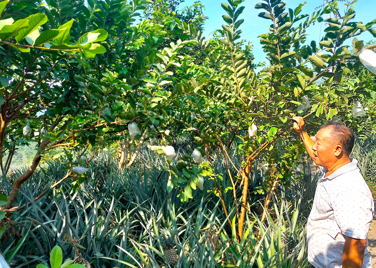 Vườn tạp được cải tạo để trồng cây ăn quả mang lại hiệu quả kinh tế cao của người dân thôn Khai Hoang Bản Vàng, xã Hữu Vinh (Yên Minh).
