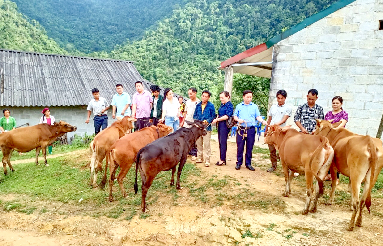 Giải ngân nguồn vốn của T.Ư thực hiện dự án nuôi bò sinh sản luân chuyển tại xã Ngam La.