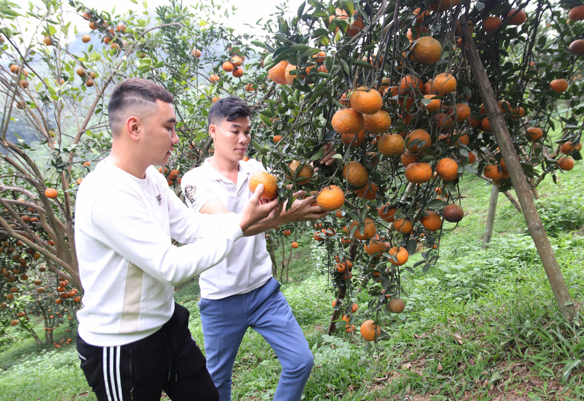 Sản xuất cam Sành theo tiêu chuẩn VietGap giúp người dân xã Vĩnh Hảo nâng cao thu nhập.
