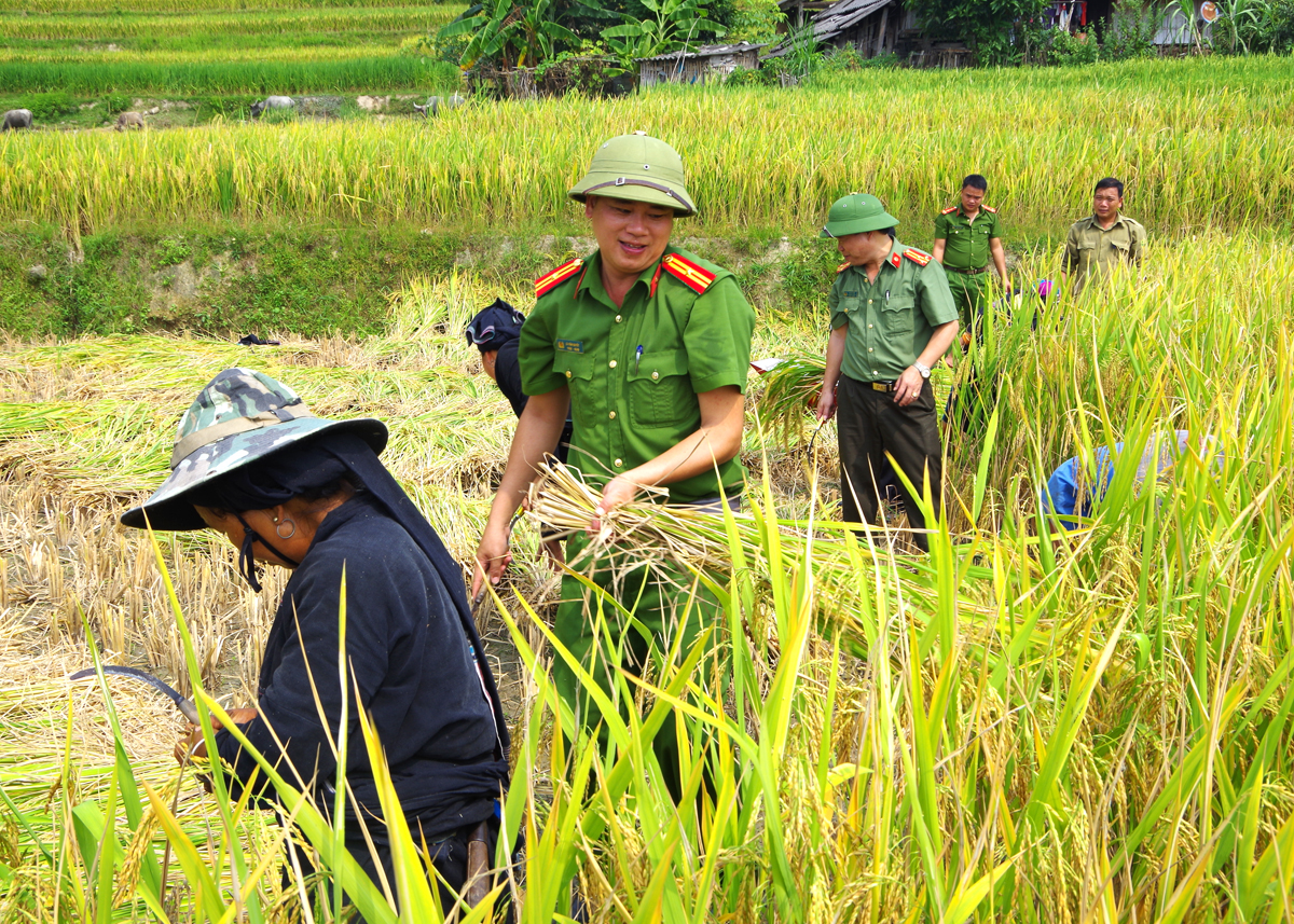 Công an xã Bản Phùng, huyện Hoàng Su Phì giúp dân thu hoạch mùa vụ.
