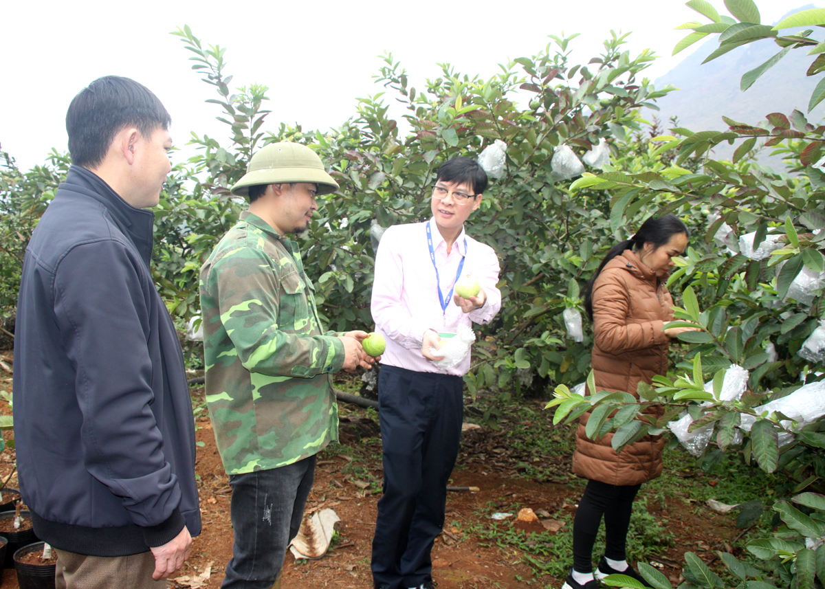Tham quan mô hình trồng cây ăn quả của anh Mai Minh Đình, thôn Tùng Nùn, xã Lùng Tám.
