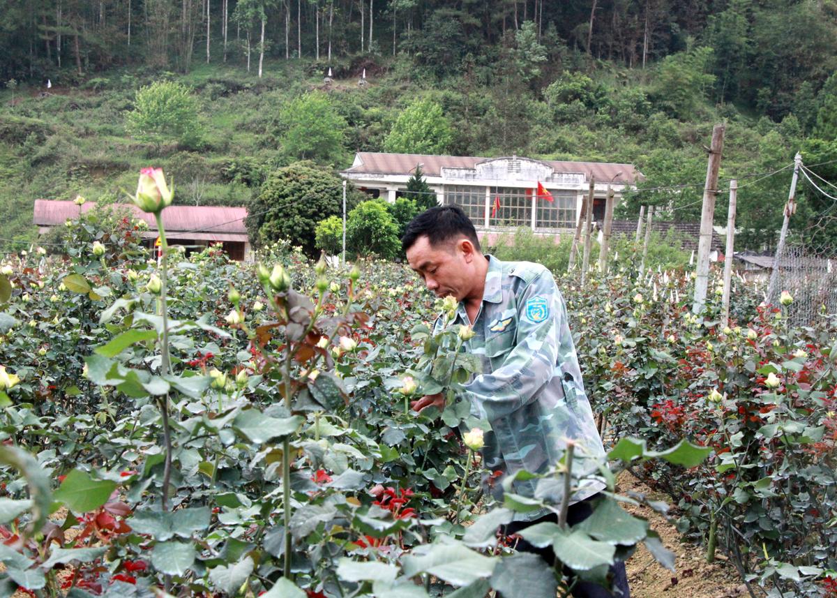 Mô hình trồng hoa hồng của anh Lê Văn Bảy, thôn Nà Khoang 2, xã 