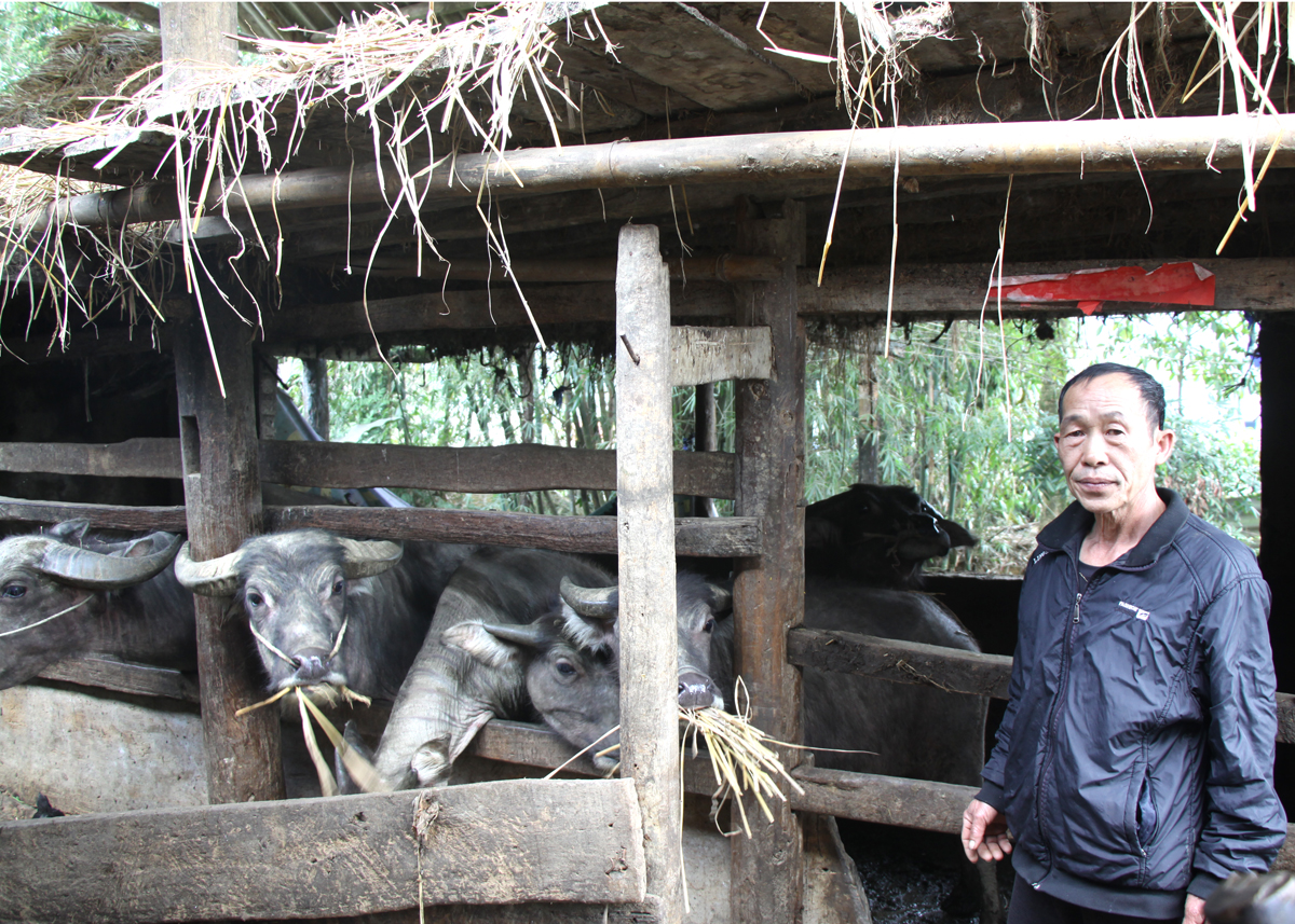Mô hình nuôi trâu của gia đình ông Lệnh Trung Thuyết, tổ 4, thị trấn Tam Sơn.