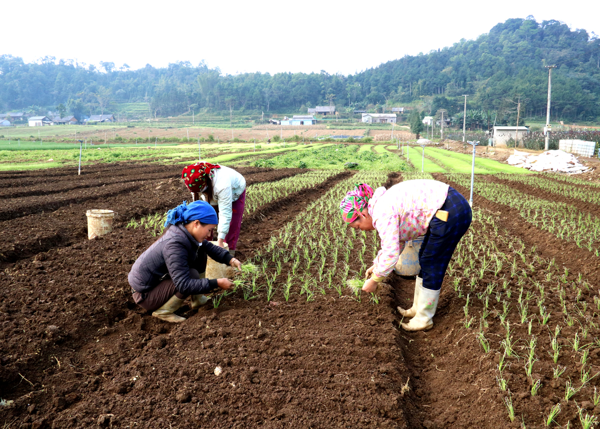 Mô hình trồng rau sạch của Công ty TNHH Hải Phong, xã Quyết Tiến (Quản Bạ) tạo công việc cho lao động địa phương.
