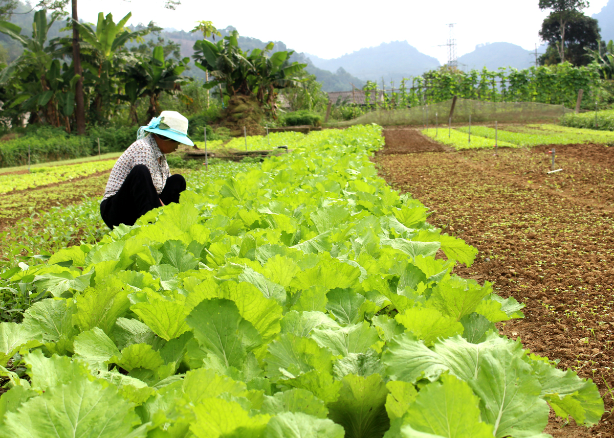 Trồng rau an toàn theo hướng VietGAP đem lại thu nhập ổn định cho người dân phường Ngọc Hà, thành phố Hà Giang.
