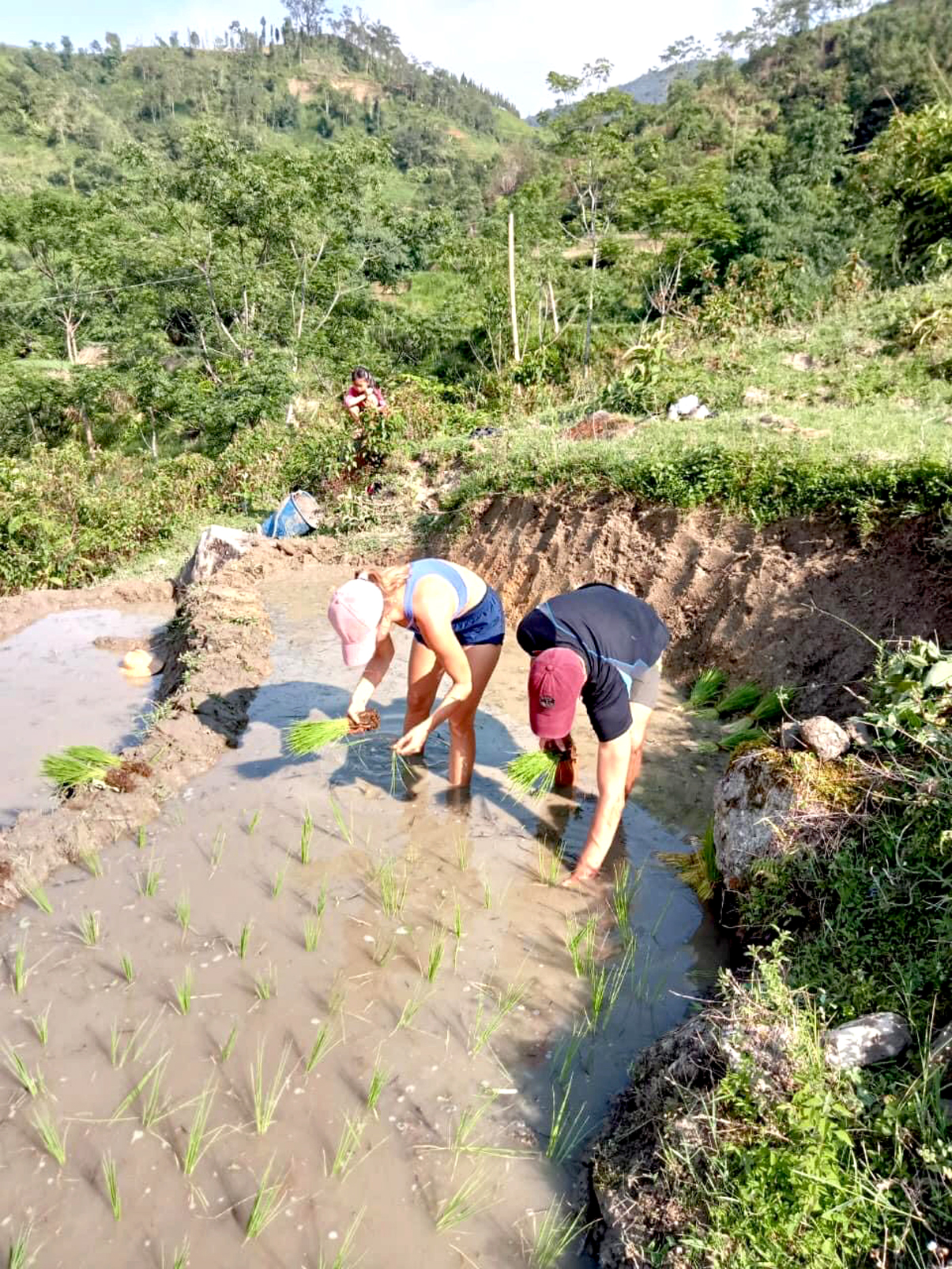 Du khách nước ngoài trải nghiệm cấy lúa trên ruộng bậc thang Hoàng Su Phì.
