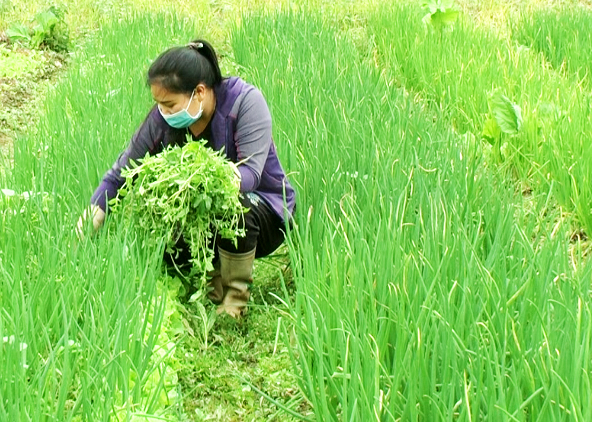 Nhân dân thôn Nà Sài chăm sóc diện tích rau chuyên canh.

