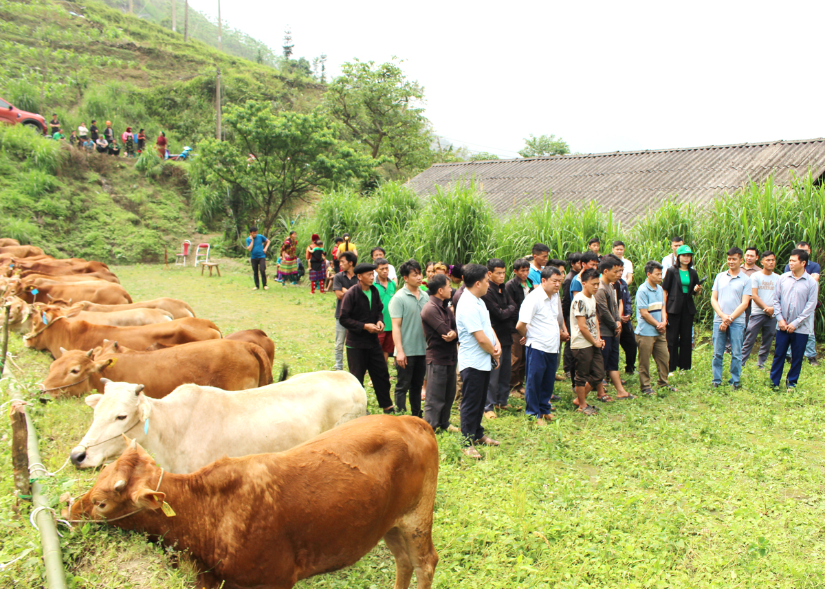 Huyện Bắc Mê trao bò sinh sản cho 32 hộ thôn Kẹp B, xã Minh Sơn.
