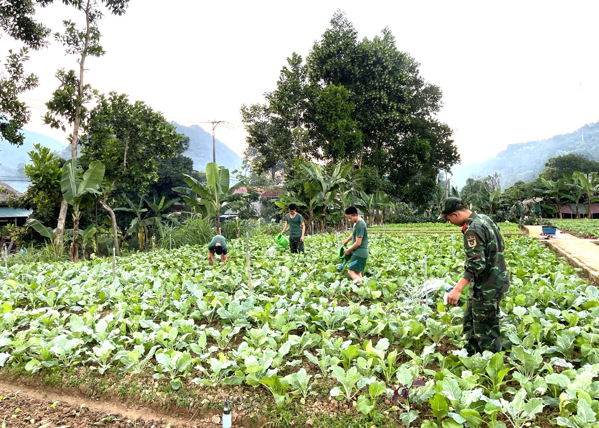 Cán bộ, chiến sĩ Đồn Biên phòng Cửa khẩu Quốc tế Thanh Thủy chăm sóc vườn rau xanh.
