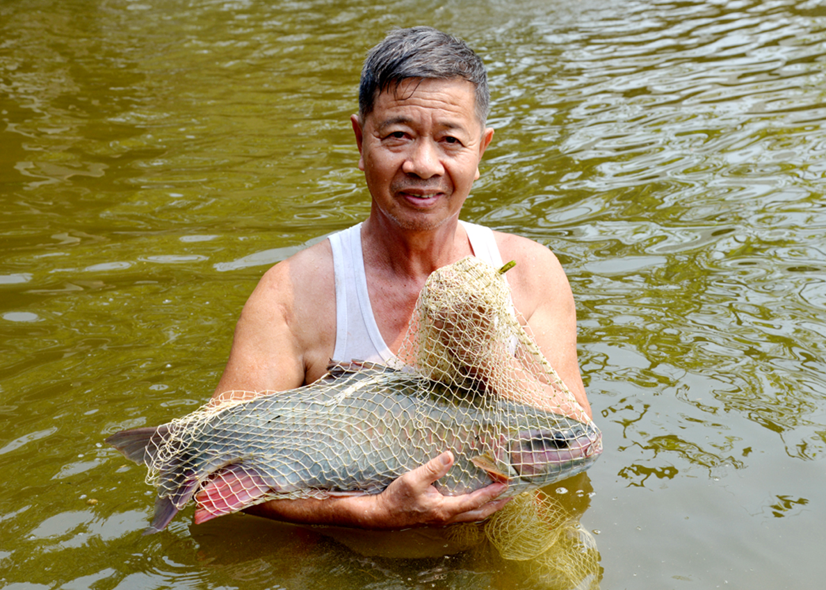 Cựu chiến binh Nguyễn Đức Viện duy trì nghề ươm, nuôi cá Bỗng.