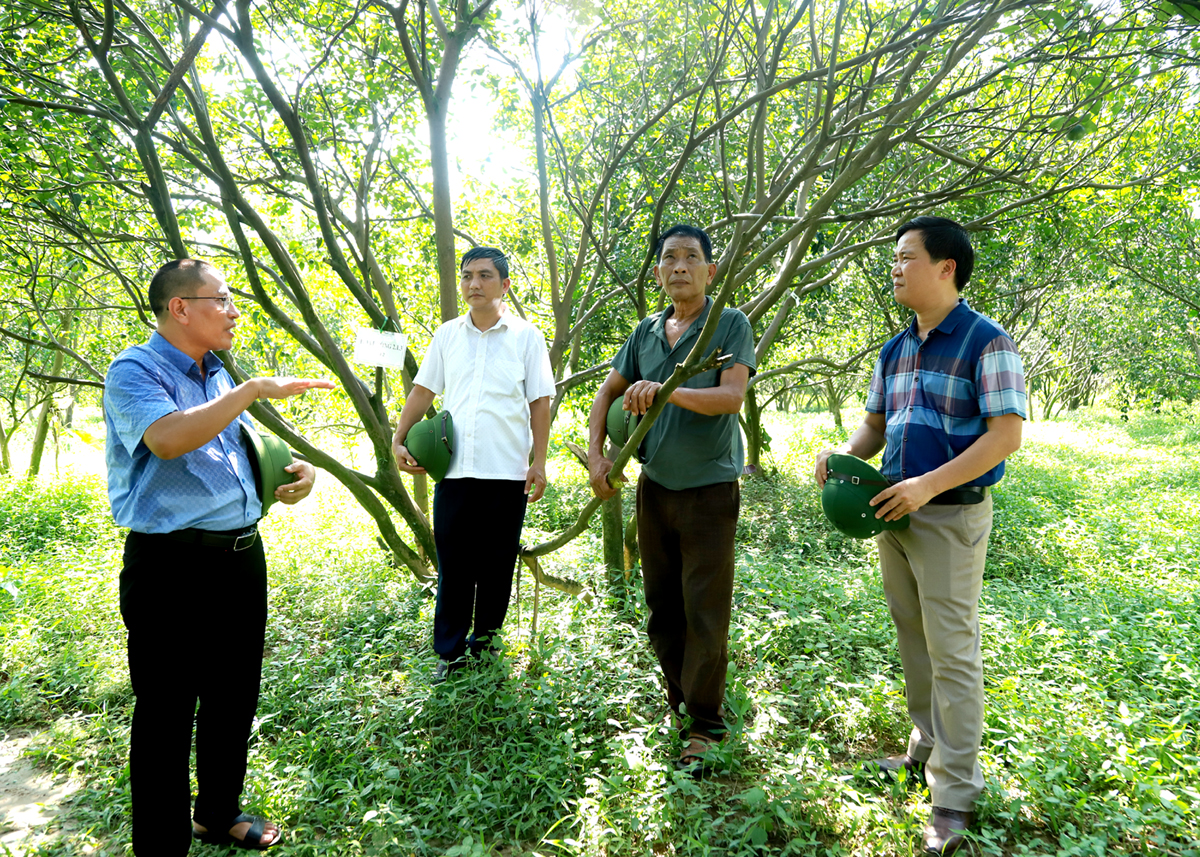 Lãnh đạo Sở Nông nghiệp và PTNT, huyện Bắc Quang và các chuyên gia kiểm tra tình trạng cây cam bị sâu, bệnh tại xã Tiên Kiều.