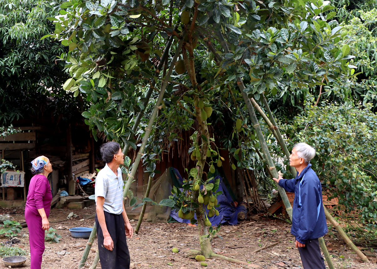 Đồng chí Mai Trọng Nhạc (phải), Bí thư Chi bộ thôn Đi, xã Liên Hiệp (Bắc Quang) vận động người dân sản xuất nông nghiệp theo hướng hàng hóa.
