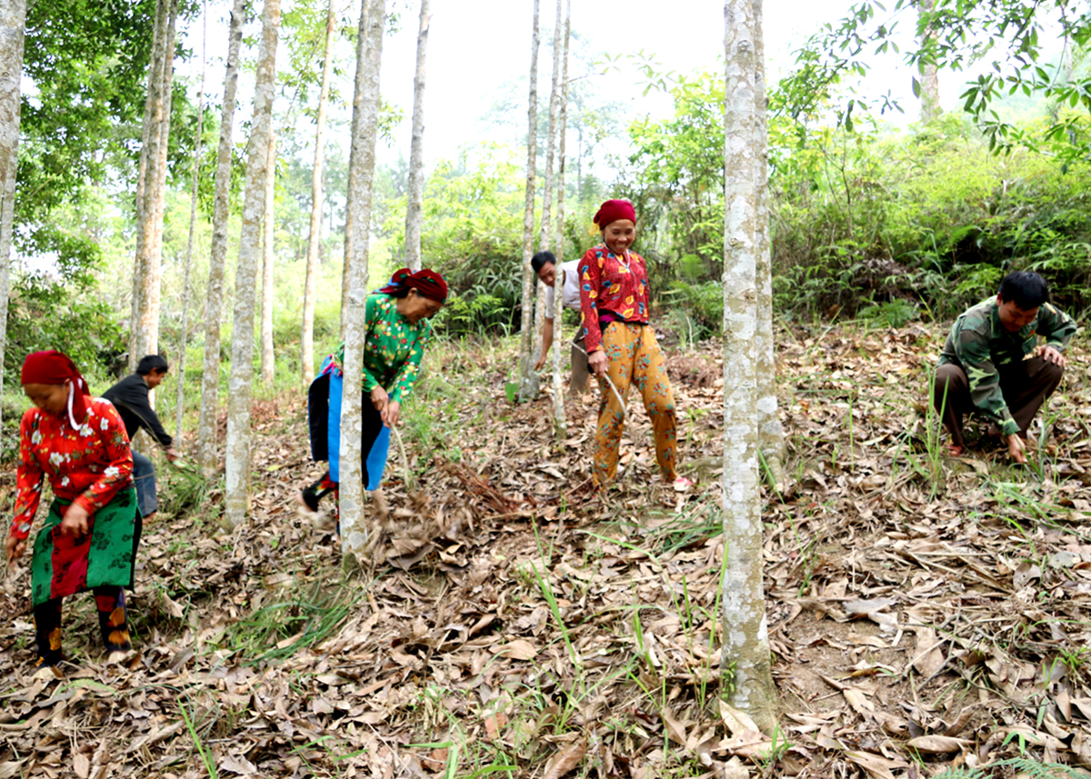 Người dân thôn Séo Lủng II, xã Thái An (Quản Bạ) chăm sóc bảo vệ rừng.
