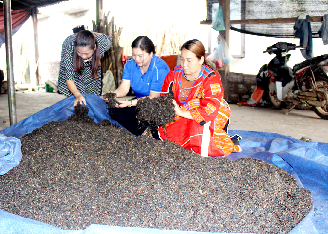 Xưởng chè của gia đình chị Tẩn Thị Ơ (phải) xã Tân Bắc, thu nhập ổn định từ vốn tiết kiệm khi xuất khẩu lao động trở về.

