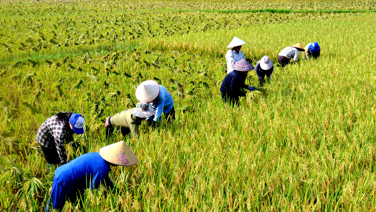 Nông dân xã Bằng Lang (Quang Bình) thu hoạch lúa chính vụ.                                                 Ảnh: MỘC LAN
