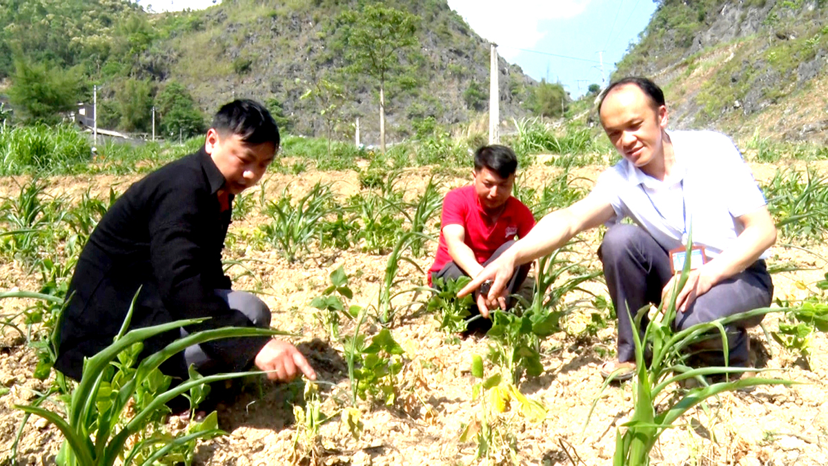 Người dân xã Thài Phìn Tủng (Đồng Văn) kiểm tra sự phát triển của cây ngô, cây đậu trước ảnh hưởng của nắng nóng kéo dài.