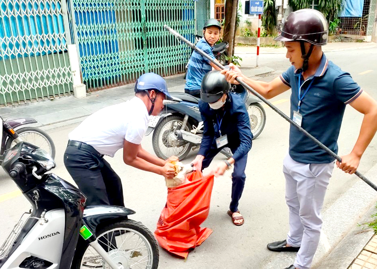 Lực lượng chức năng phường Trần Phú (thành phố Hà Giang) bắt, xử lý chó thả rông.

