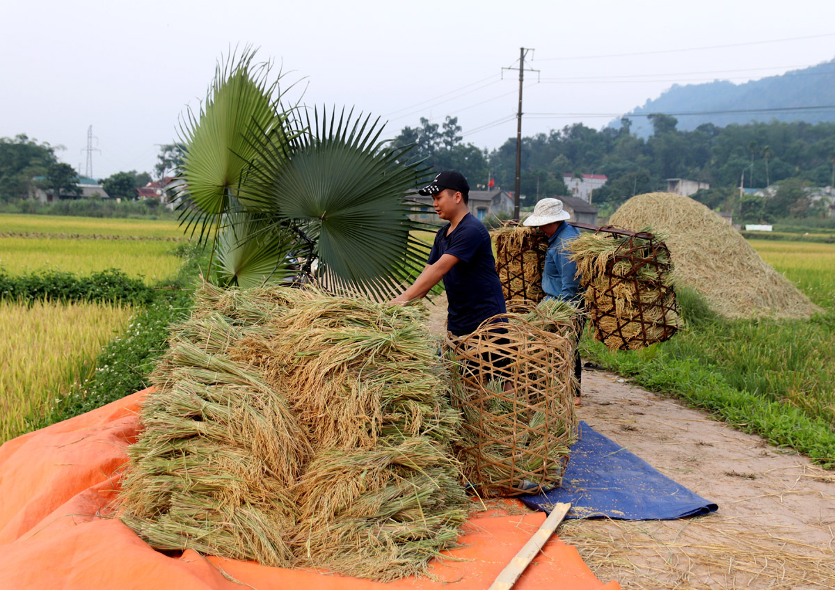 Lúa được xếp tập trung, thuận lợi cho việc tuốt lúa.
