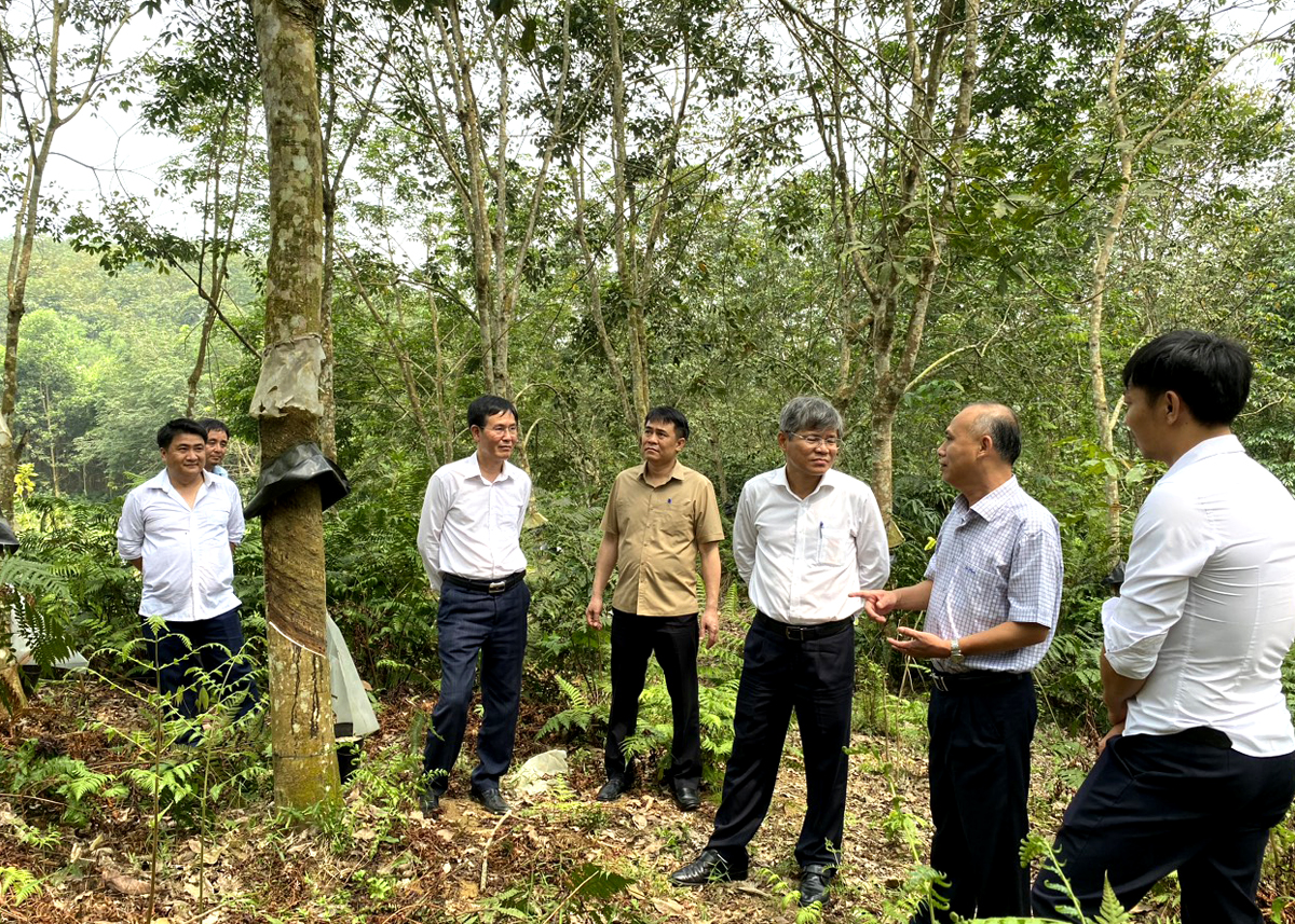 Chủ tịch HĐQT Tập đoàn Công nghiệp Cao su Việt Nam kiểm tra tình hình sản xuất tại Đội sản xuất Cao su xã Vô Điếm, huyện Bắc Quang
