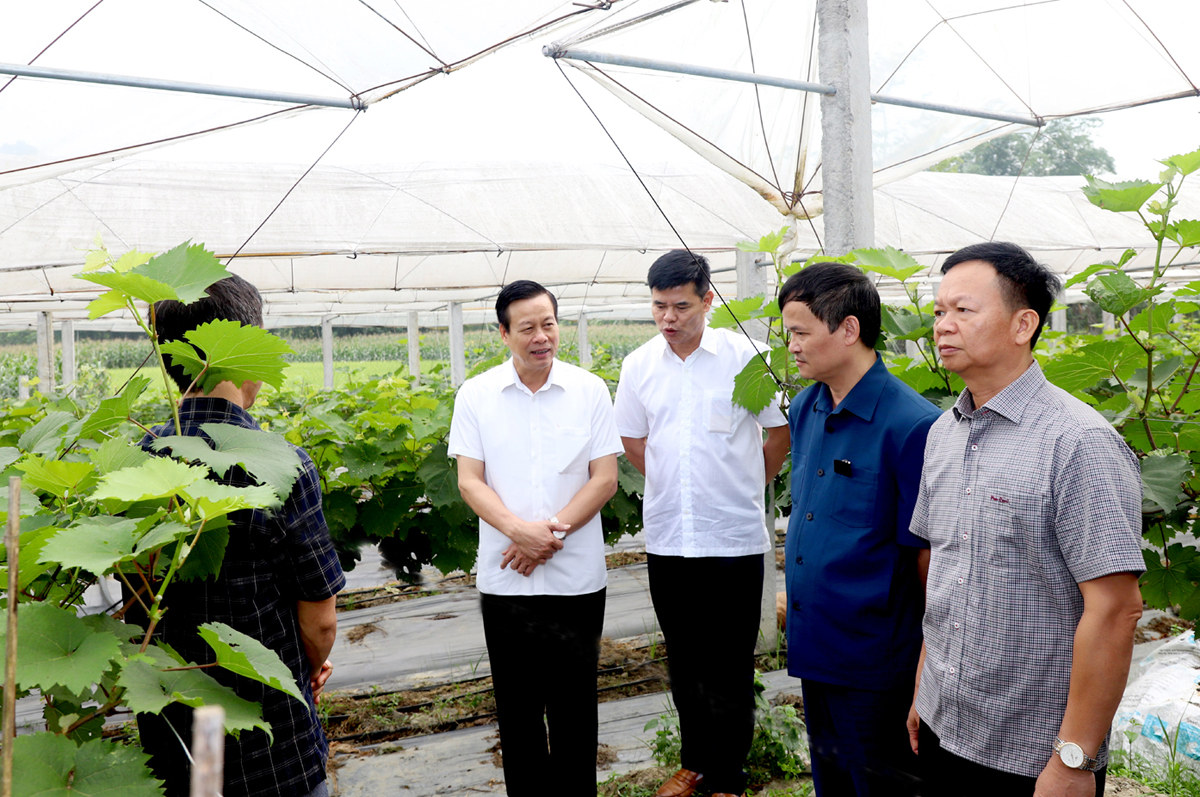 Chủ tịch UBND tỉnh Nguyễn Văn Sơn thăm mô hình cải tạo vườn tạp sang trồng nho của gia đình chị Hoàng Thị Cử, thôn Chung, xã Xuân Giang.