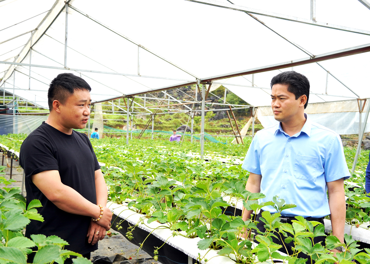 Trưởng Ban Tuyên giáo Tỉnh ủy Vũ Mạnh Hà thăm mô hình trồng Dâu tây tại thị trấn Mèo Vạc.