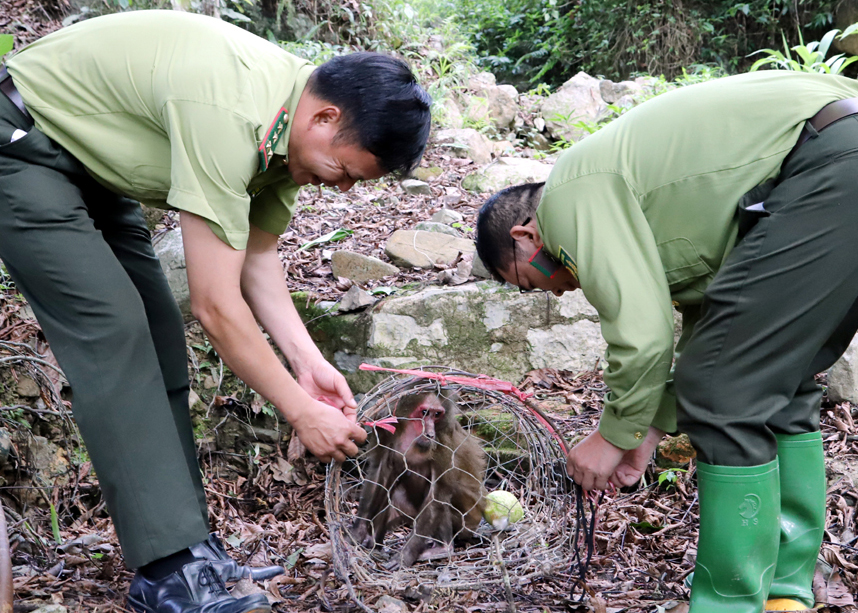 Lực lượng chức năng thả cá thể khỉ mặt đỏ về với môi trường tự nhiên.