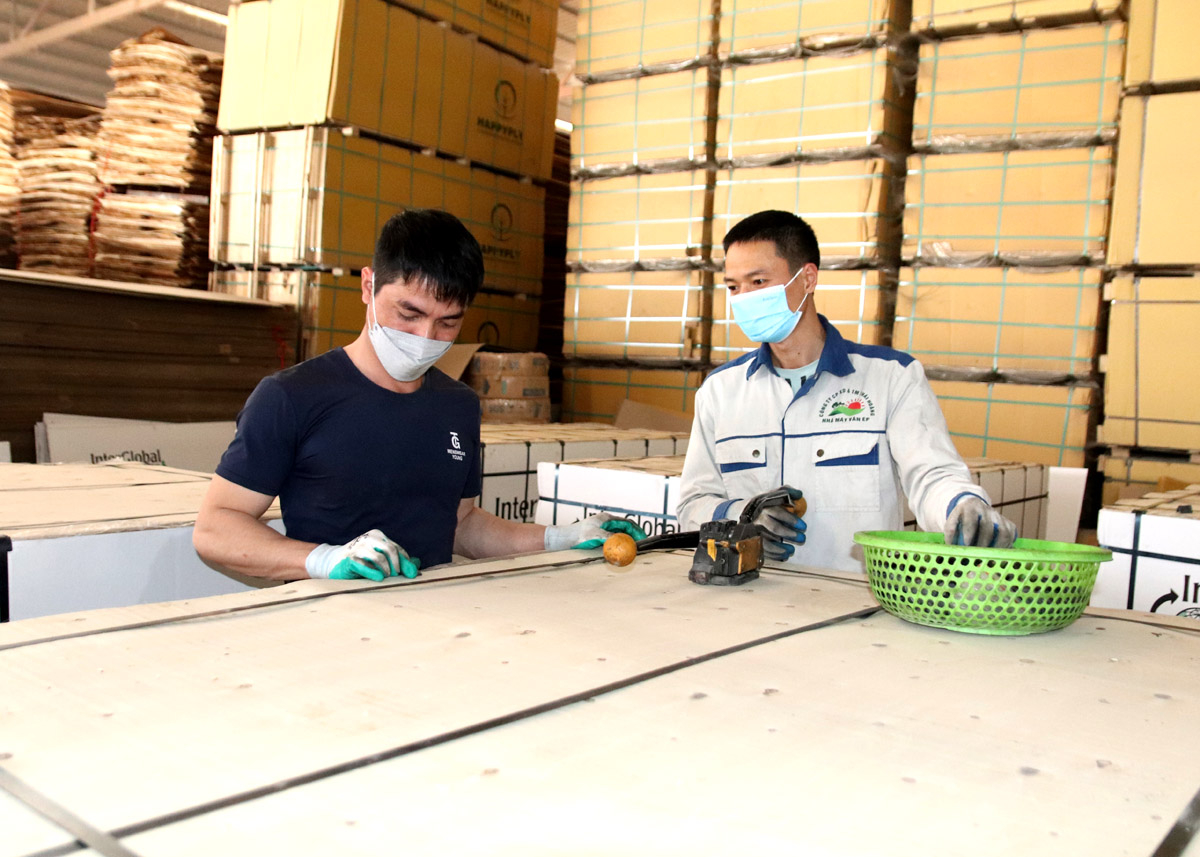 Sản xuất ván ép xuất khẩu tại Công ty Cổ phần Xây dựng và Thương mại Thái Hoàng (Bắc Quang).
