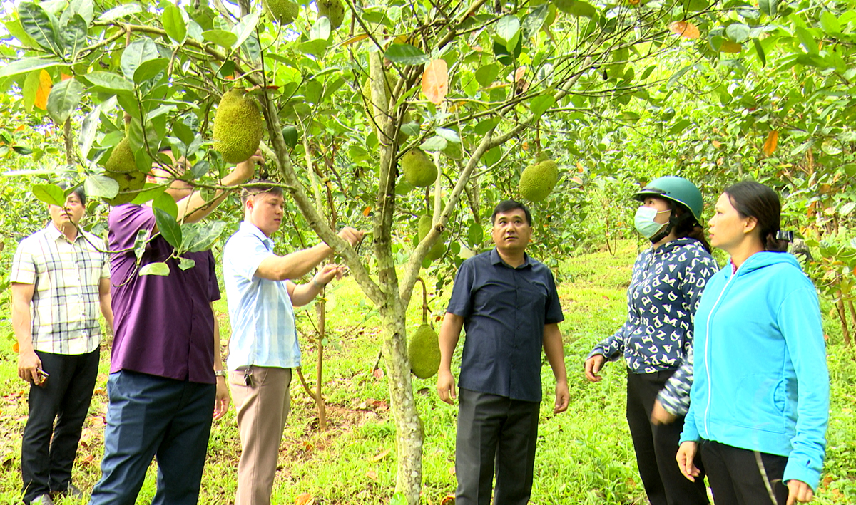Bí thư Thành ủy Hầu Minh Lợi thăm mô hình trồng cây ăn quả, phát triển kinh tế hộ tại xã Ngọc Đường.