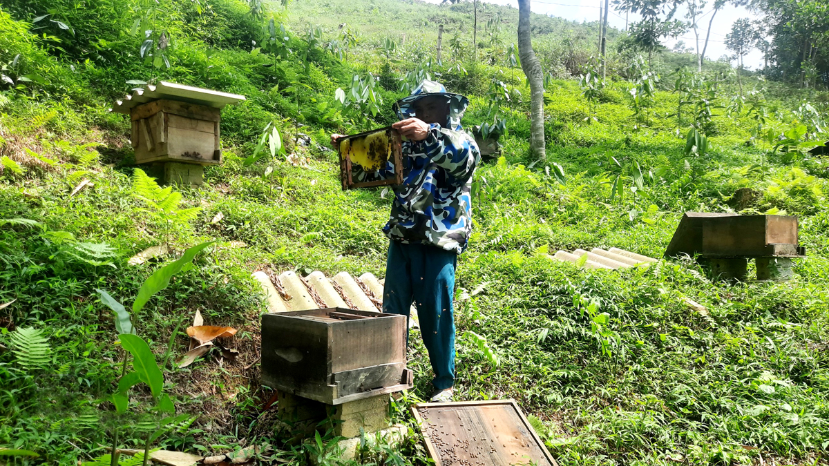Nông dân xã Kim Ngọc nuôi ong lấy mật gắn với trồng rừng kinh tế.
