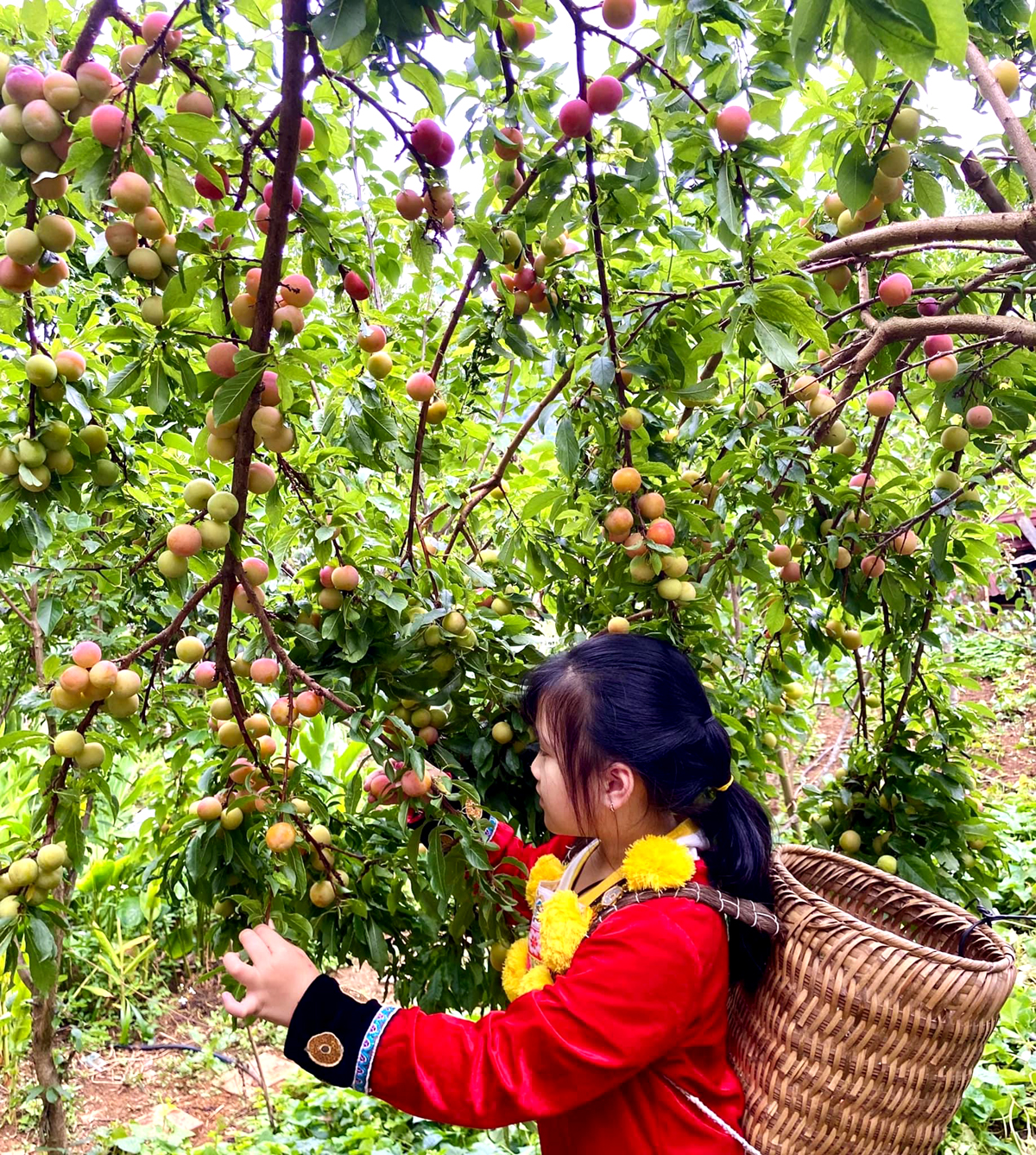 Người dân thị trấn Đồng Văn thu hoạch mận.
