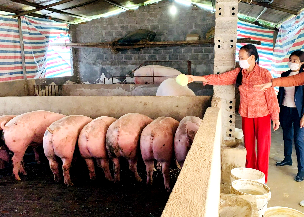 Chăn nuôi theo quy mô gia trại đem lại thu nhập hàng trăm triệu đồng mỗi năm cho người dân tổ 11, thị trấn Nông trường Việt Lâm (Vị Xuyên).
