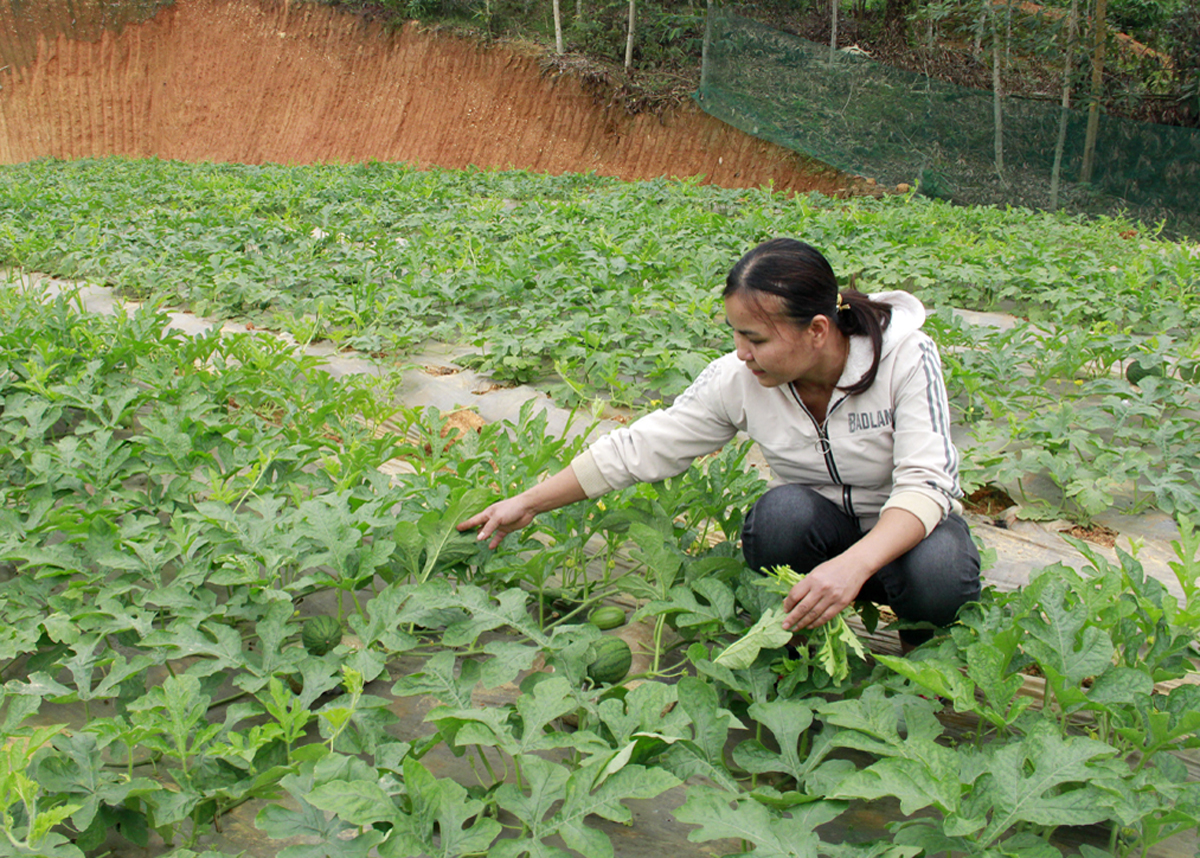 Chị Hậu Thị Hương, thôn Nà Ác, xã Phú Linh (Vị Xuyên) chăm sóc vườn Dưa hấu.
