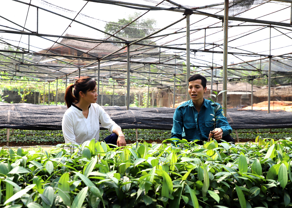 Anh Trương Văn Tình, chủ vườn ươm Tân Trí, xã Khuôn Lùng (Xín Mần) giới thiệu về những loại cây được ươm tại vườn.
