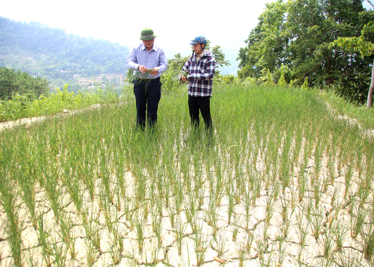 Khô hạn gây ảnh hưởng đến quá trình phát triển của cây lúa trên địa bàn một số xã ở huyện Xín Mần.
