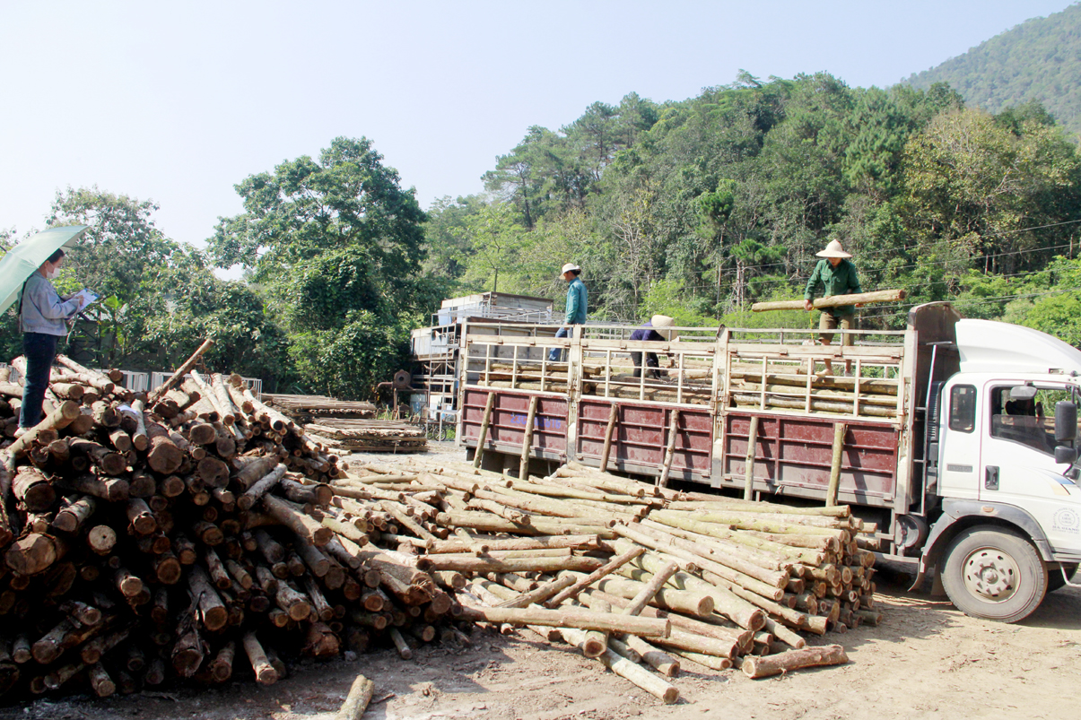 Công ty Cổ phần Trạch Duy thu mua gỗ nguyên liệu của người dân Bắc Quang.