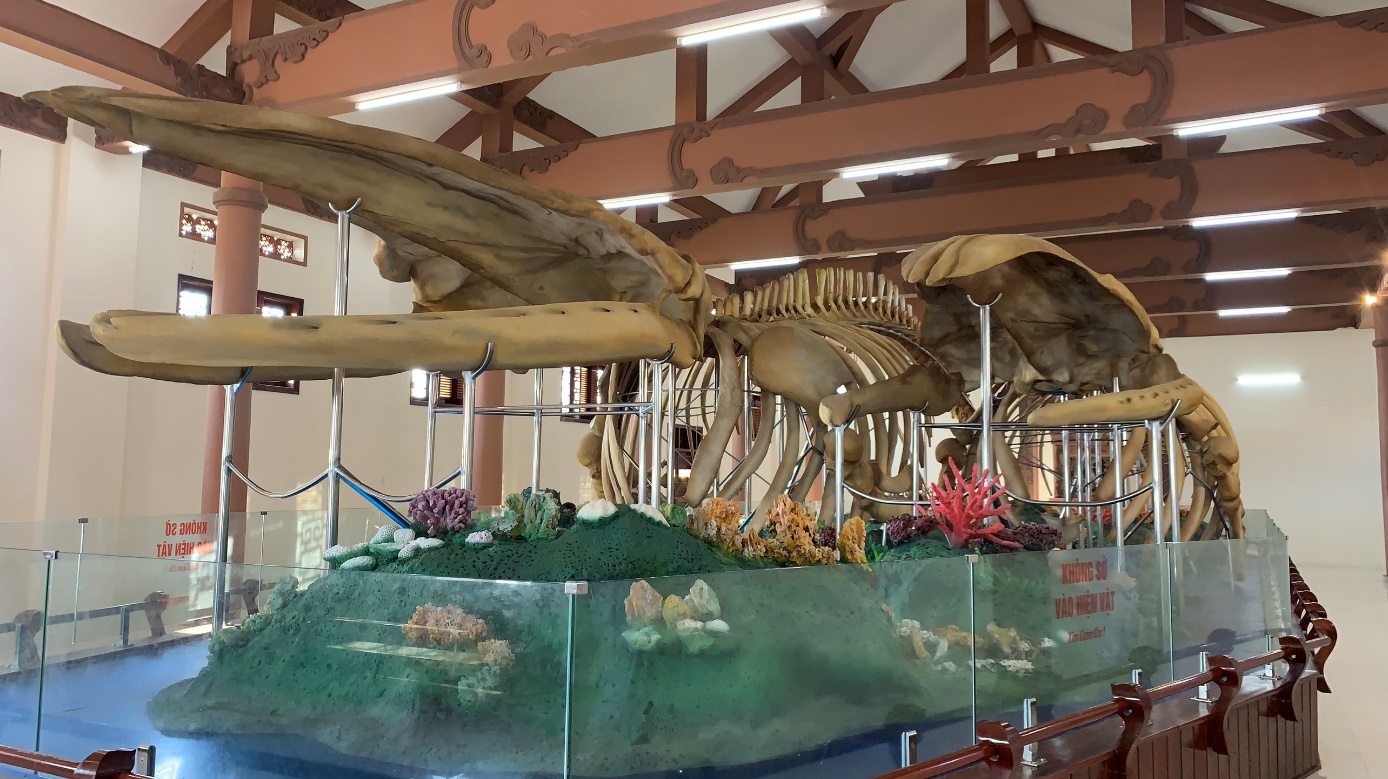 Tìm hiểu bộ xương cá Voi lớn nhất trong tour Lý Sơn 2 ngày 1 đêm.