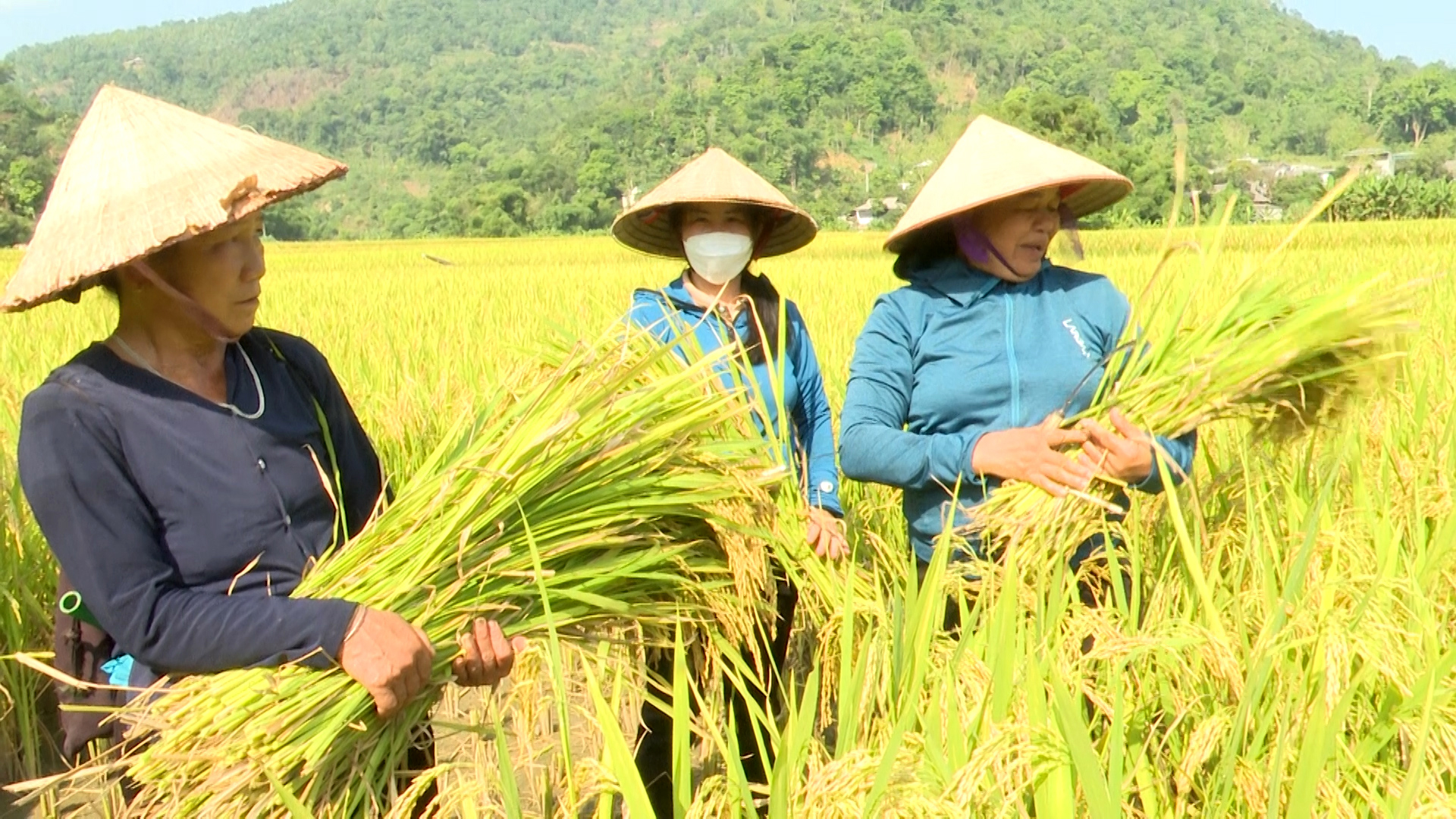 Người dân thôn Nà Nèn thu hoạch giống lúa mới.
