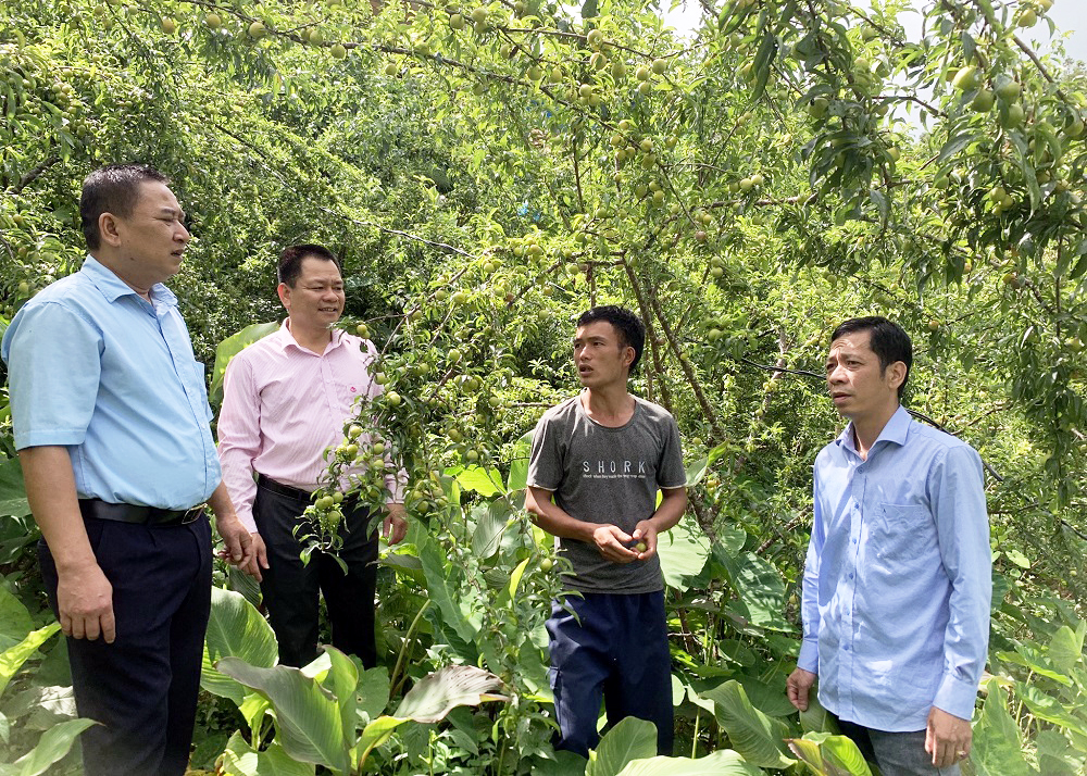 Cán bộ Ngân hàng CSXH thăm gia đình anh Vàng Văn Quyền (thứ 2 bên phải), thôn Lao Pờ, xã Xín Mần có thu nhập từ nguồn vốn tín dụng chính sách