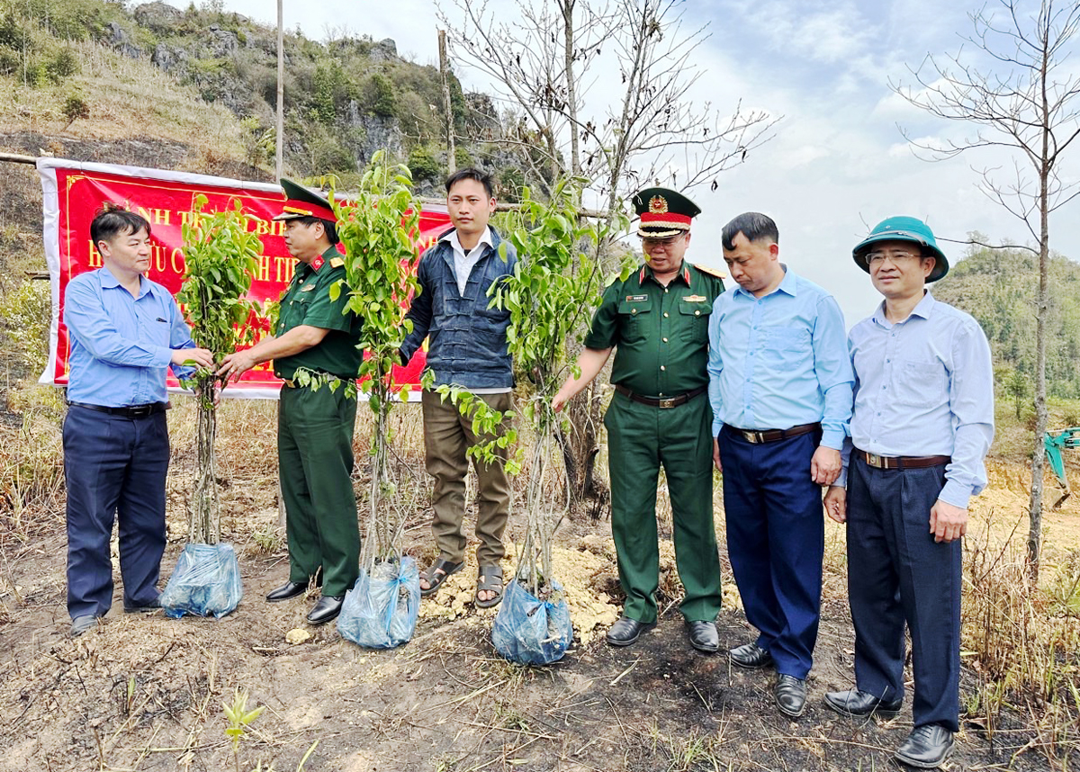 Hội CCB Tiểu đoàn 1 trồng 3.330 cây lê tại thôn Dì Thàng.