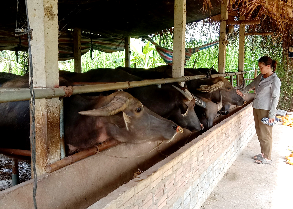 Người dân thôn Nà Ôm chăn nuôi gia súc theo hướng hàng hóa.