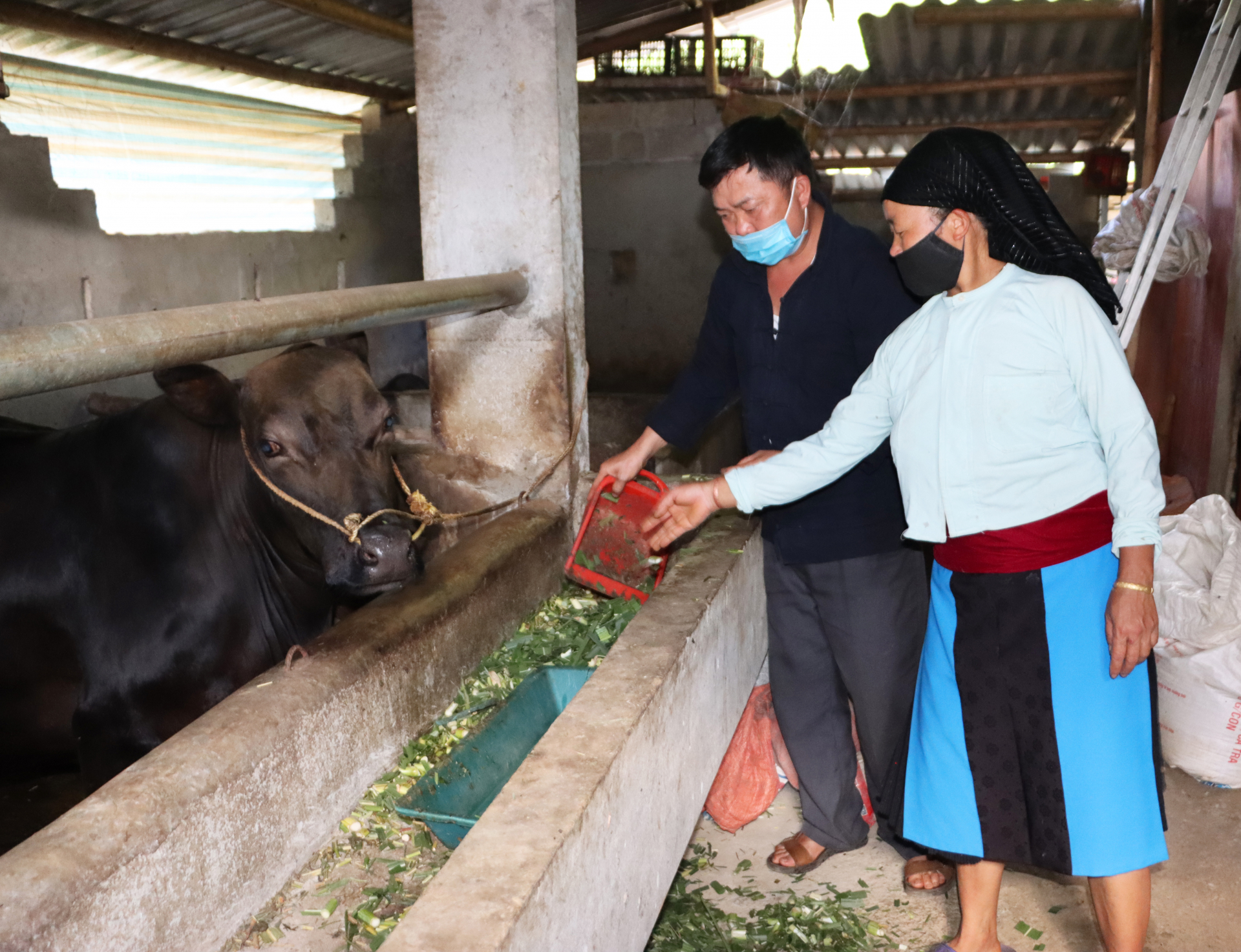 Câu lạc bộ Liên thế hệ tự giúp nhau thôn Pả Vi Hạ, xã Pả Vi đã giúp bà Lầu Thị Say có thêm kinh phí phát triển chăn nuôi.