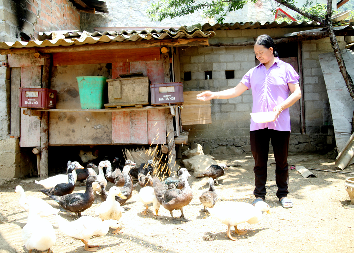 Bà Lý Thị May, người có uy tín thôn Lù Cao Ván, xã Sủng Cháng (Yên Minh) gương mẫu phát triển kinh tế gia đình.
